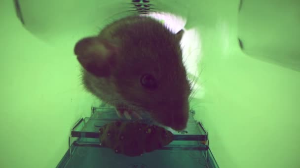 velká živá myš nebo krysa chycená v zelené plastové pasti na myši, vnitřní pohled - Záběry, video