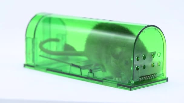 velká živá myš nebo krysa chycená v zelené plastové pasti na myši, vnitřní pohled - Záběry, video