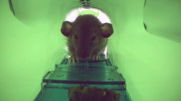 μεγάλο ζωντανό ποντίκι ή αρουραίος που αλιεύονται σε πράσινο πλαστικό ανθρώπινη ποντικοπαγίδα, εσωτερική άποψη - Πλάνα, βίντεο
