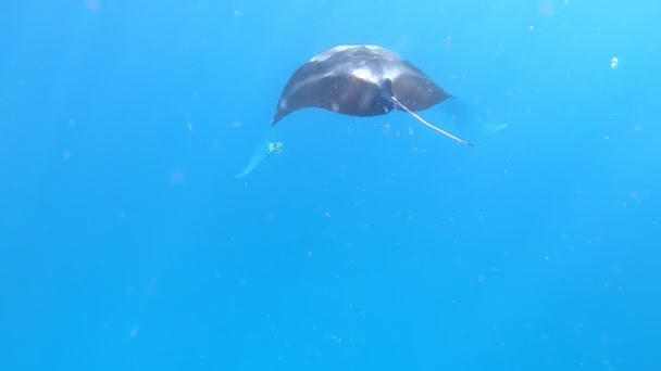 Stingray plave pod modrou vodou mezi potápěči. Sluneční svit svítí vodní hladinou - Záběry, video