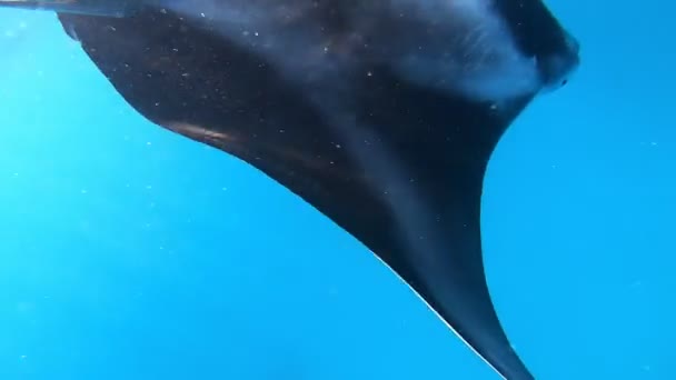 Stingray swims under blue water between divers. Sunlight shining through water surface - Footage, Video