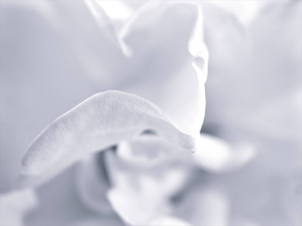 pétalos de flores en imagen en blanco y negro, fondo borroso, macro y foto de estilo antiguo vintage para el diseño de tarjetas, fondo abstracto - Foto, imagen