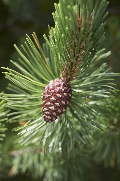 Pinus mugo kartio lähikuva - Valokuva, kuva