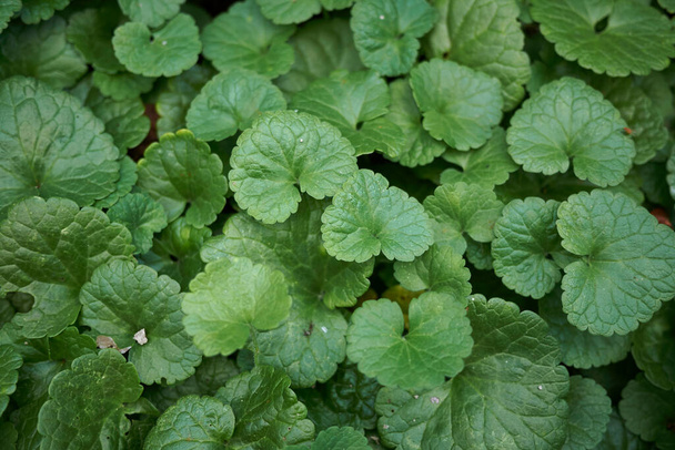 View of Glechoma hederacea plant - Photo, Image