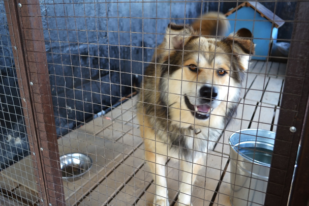 Um grande cão desgrenhado senta-se em um aviário no abrigo de animais - Foto, Imagem