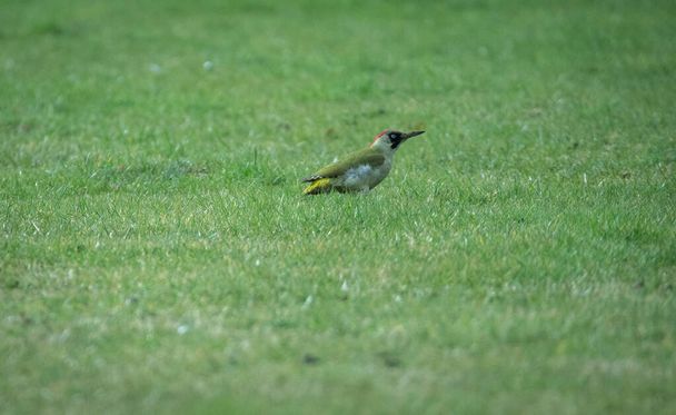 Pájaro carpintero verde en alguna hierba, mirando hacia la derecha  - Foto, Imagen