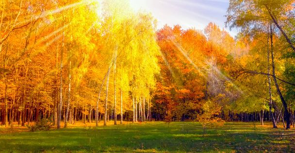 Φθινόπωρο φόντο δέντρο σφενδάμου φύση εποχή φύλλο τοπίο πάρκο σκηνή. Δέντρα σε κίτρινο πανόραμα φύλλωμα της Countryside, πάρκο της πόλης και δασικό τοπίο - Φωτογραφία, εικόνα