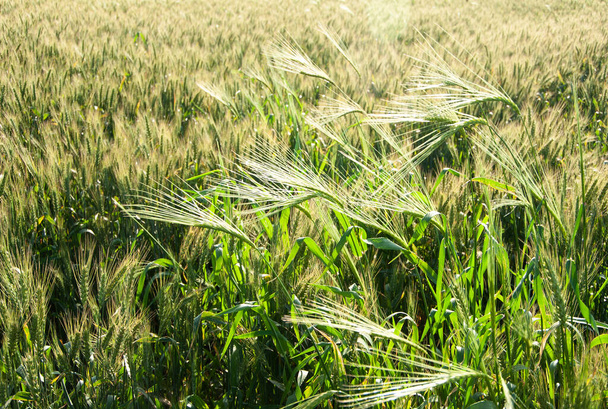 Campo de trigo verde en un día soleado. - Foto, imagen