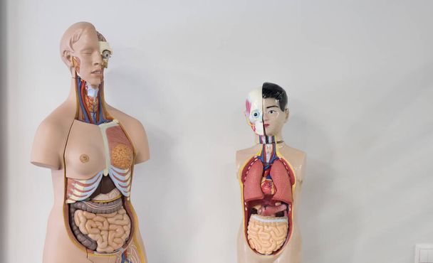 Organes internes humains, mannequin d'entraînement. Le concept de santé. - Photo, image