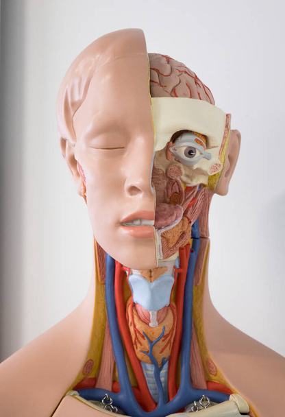 Órganos internos humanos cara maniquí, maniquí de entrenamiento, detalles de la cara. Concepto de asistencia sanitaria. - Foto, imagen