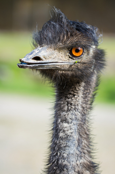 Emu Dromaius novaehollandiae - Foto, Bild