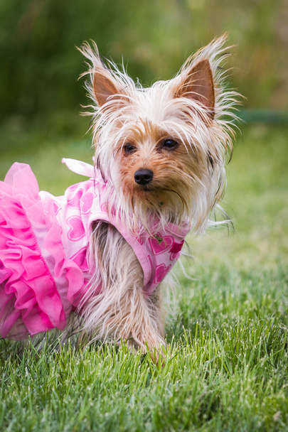 puppy adorable Pink - Zdjęcie, obraz