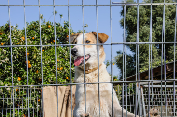 Closeup of a dog looking through the bars of a fance - Photo, Image