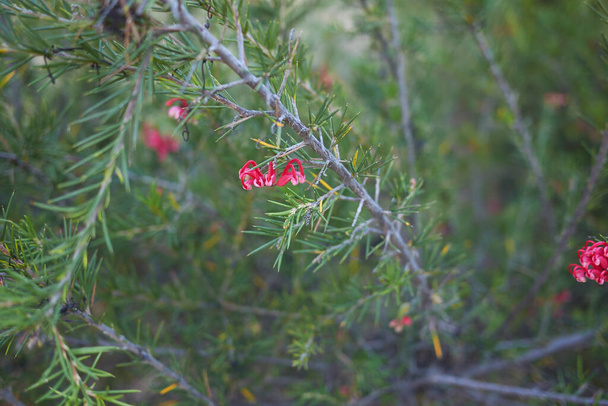 Κλαδιά Grevillea rosmarinifolia με άνθη - Φωτογραφία, εικόνα