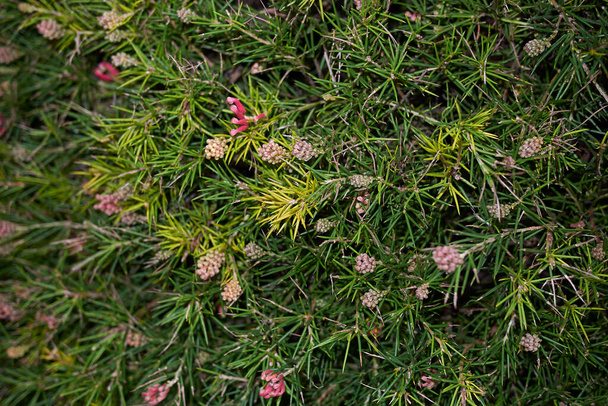 グリビリア・ロザマリニフォリアの常緑低木で赤い花を咲かせます - 写真・画像