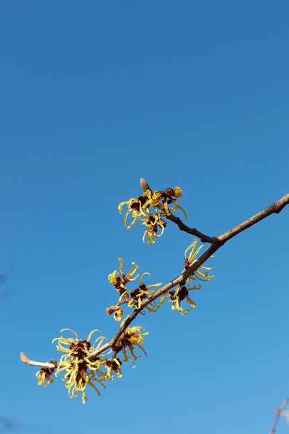infiorescenza gialla di arbusto di Hamamelis virginiana - Foto, immagini