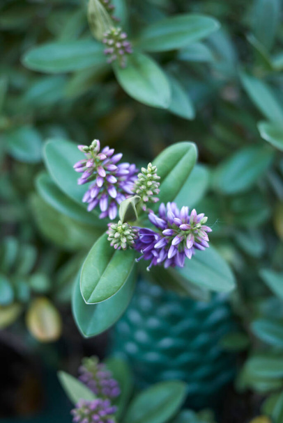 Evergreen plant of Hebe with violet flowers - Photo, Image
