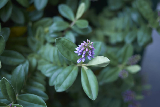 Evergreen plant of Hebe with violet flowers - Photo, Image