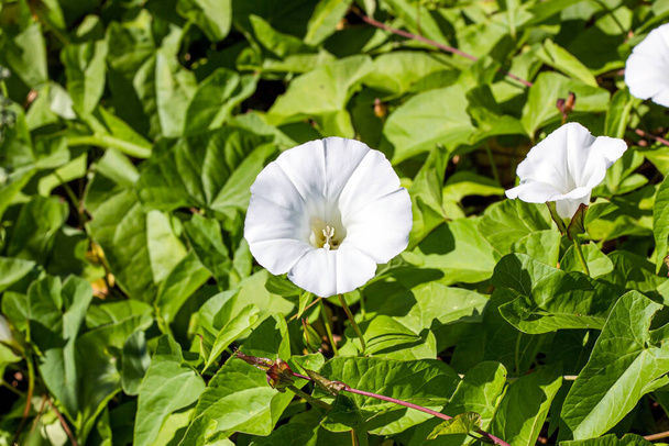 White Morning Glory (Ipomoea Aquatica, False Bindweed, Water Spinach, Kangkong, River Spinach, Ong Choy, Water Convolvulus, Swamp Cabbage) flowers in summer on green leaves background. - Photo, Image