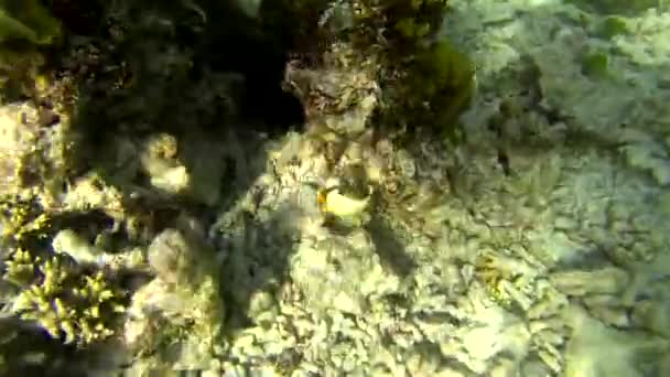 Bella barriera corallina colorata e pesci tropicali sott'acqua a Sainte Anne, Seychelles - Filmati, video