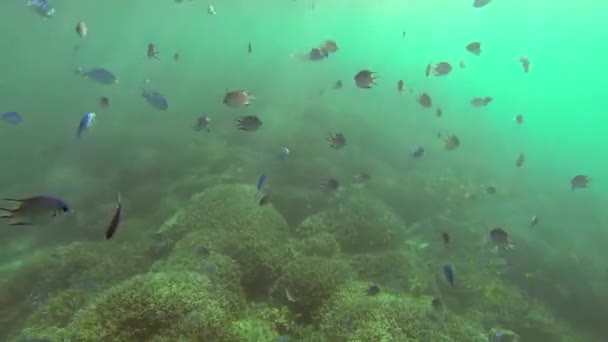 Prachtige kleurrijke koraalriffen en tropische vissen onder water bij Sainte Anne, Seychellen - Video
