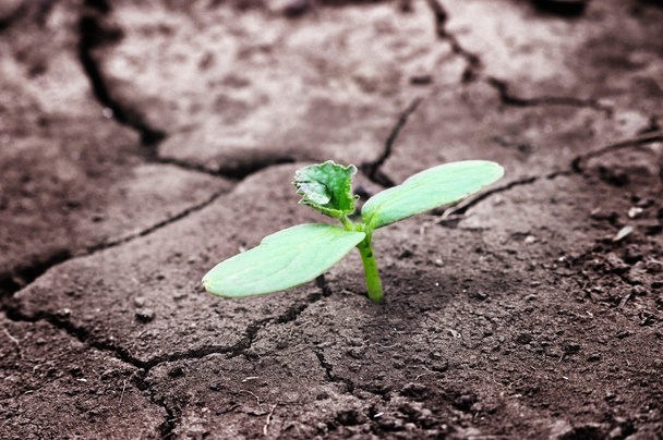 Green newborn sprout on chapped earth - Photo, Image