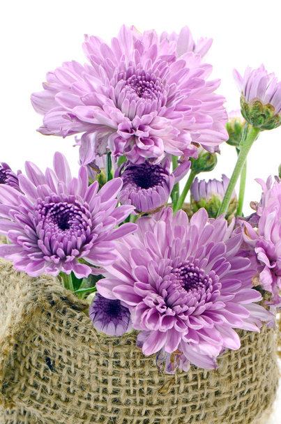 квітами фіолетового хризантеми
. - Фото, зображення
