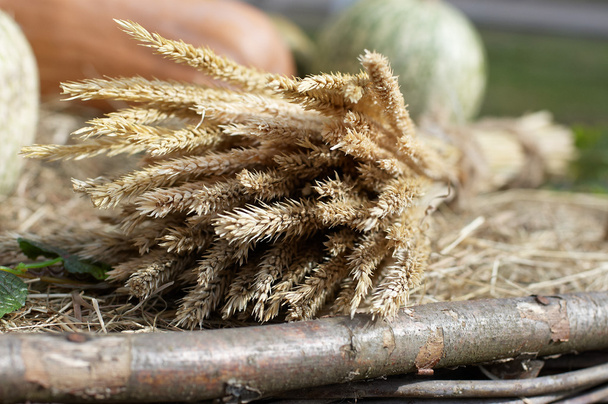 пучок пшеничних вух
 - Фото, зображення