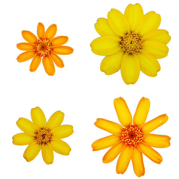 Daisy kukat eristys
 - Valokuva, kuva