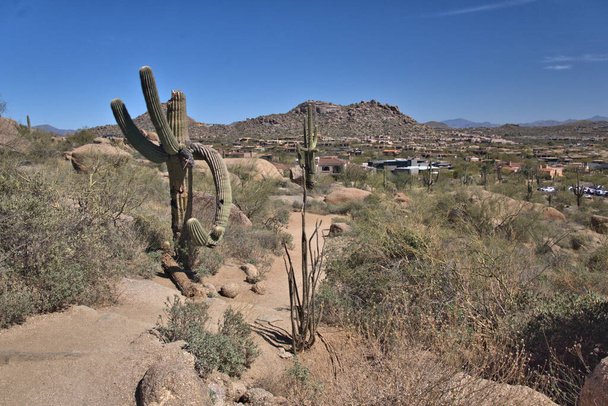 Grand vieux cactus Saguaro le long du Pinnacle Peak Trail près de Scottsdale, Az avec des maisons en arrière-plan - Photo, image