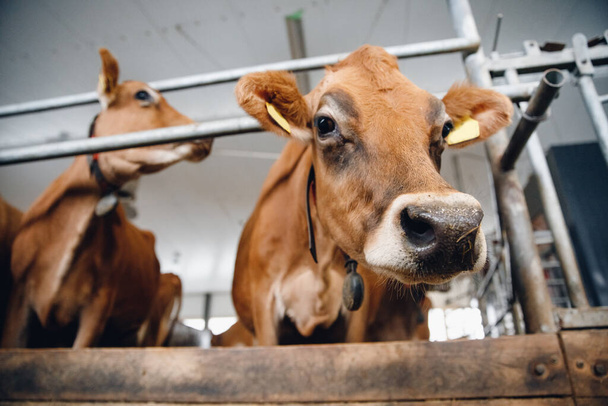 Πορτρέτο αγελάδες κόκκινο φανέλα σταθεί στο στάβλο τρώει σανό. Βιομηχανία κτηνοτροφίας γαλακτοπαραγωγής. - Φωτογραφία, εικόνα
