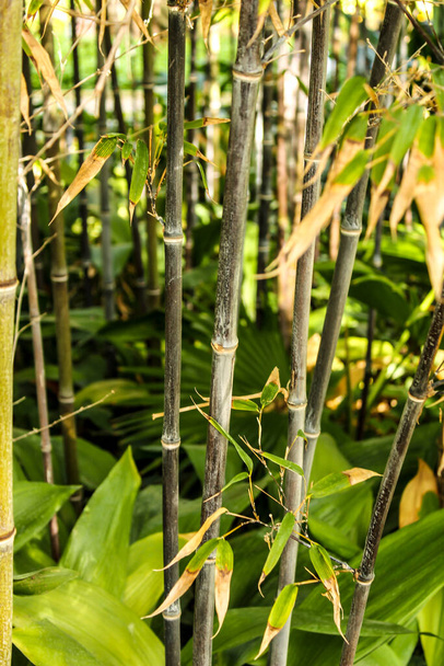 Phyllostachys, black bamboo in the garden under the sun - 写真・画像