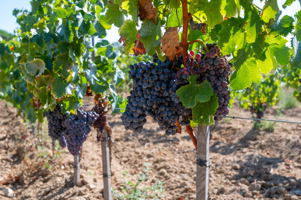 Спелые черные или голубые виноград сира, используемые для изготовления розового или красного вина готовы к сбору урожая на виноградниках в Котес-де-Прованс, область Прованс, юг Франции близко - Фото, изображение