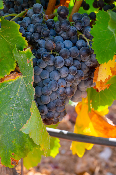 Érett fekete vagy kék borszőlő felhasználásával, hogy rózsa vagy vörösbor készen a szüret szőlőültetvények Cotes de Provence, régió Provence, Dél-Franciaország közeli - Fotó, kép