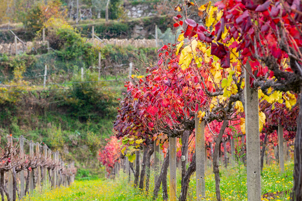 Najstarszy region winiarski na świecie Dolina Douro w Portugalii, różne odmiany winorośli czerwonych rosnących na winnicy jesienią po zbiorach, produkcja wina czerwonego, białego i porto. - Zdjęcie, obraz