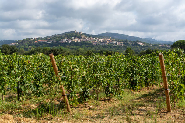 Rows érett borszőlőültetvények szőlőültetvények közelében Cotes de Provence Grimaud, régió Provence, Dél-Franciaország, rózsa borkészítés Franciaországban - Fotó, kép