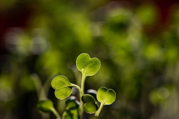 piantine verdi fresche che crescono sani microverdi alimentari ecologici - Foto, immagini