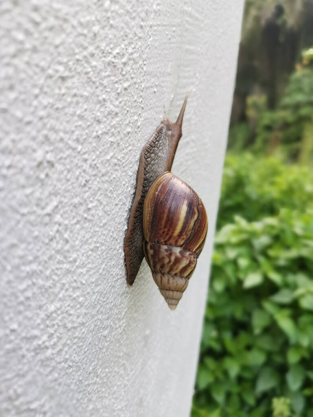 Achatina fulica snail crawling on the white wall - Photo, Image