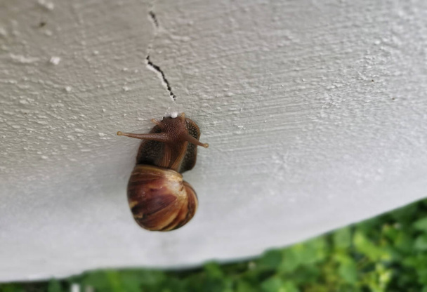 Achatina fulica snail crawling on the white wall - Photo, Image
