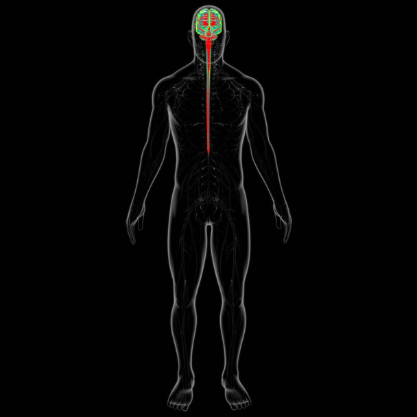 Emberi agy anatómia orvosi koncepció 3D illusztráció - Fotó, kép