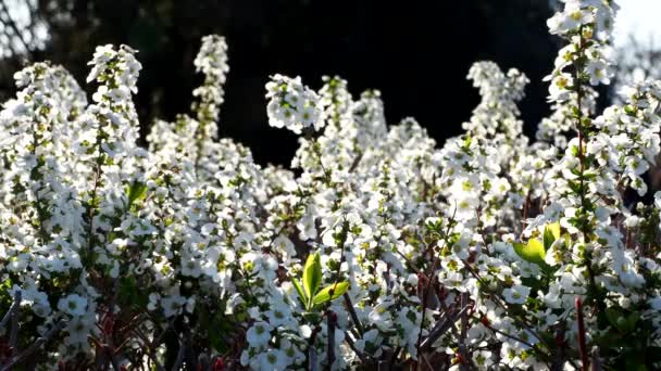 東京、日本-2021年3月15日:タンバーグの白い花の牧草地甘い、またはユキヤナギまたはスピラエアタンバーギ - 映像、動画