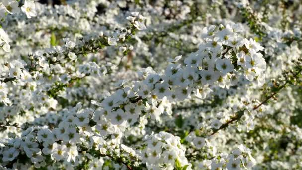 Tokyo,Japan-March 15,2021: White flowers of Thunbergs meadowsweet or Yuki Yanagi or Spiraea thunbergii - Footage, Video
