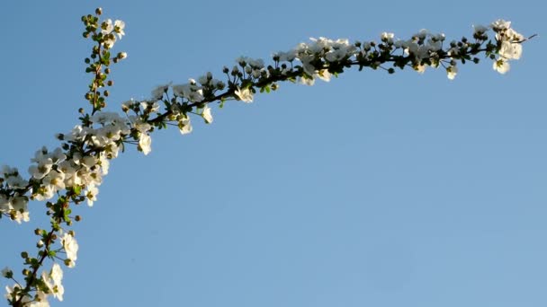 Tokyo, Japan-March 15 2021: White flowers of Thunbergs meadowsweet or Yuki Yanagi or Spiraea thunbergii - Кадри, відео