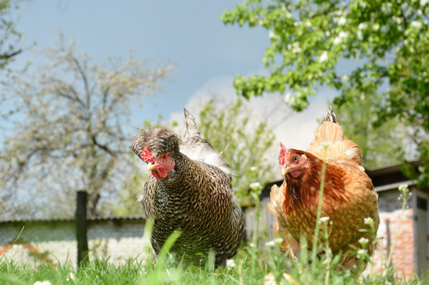 Two chickens in the yard. - Photo, Image