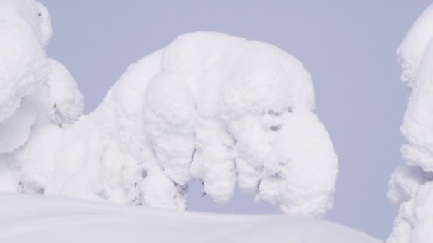 Rama está completamente cubierta con gruesa capa de nieve balanceándose en el viento. - Metraje, vídeo