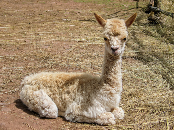 alpaca Suri - Foto, imagen