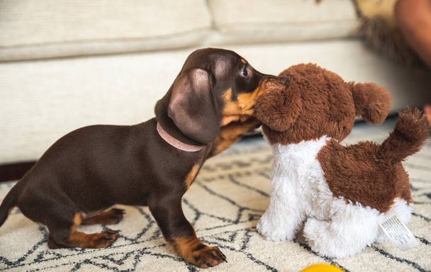 mini cachorro salchicha jugando con un cachorro de juguete - Foto, imagen