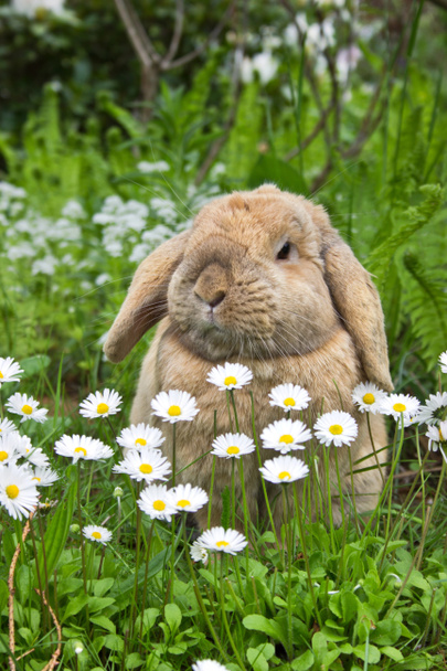 Bunny - Photo, Image
