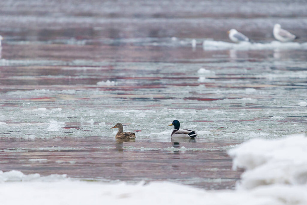Patos Mallard o Anas platyrhynchos en estanque o lago. - Foto, Imagen