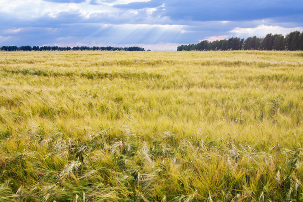 Summer Wheat Crops Field - Fotoğraf, Görsel
